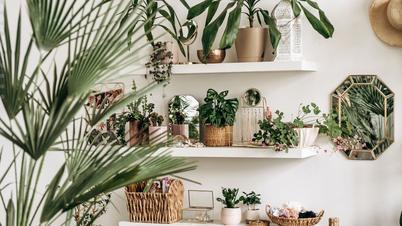 plantas de interior